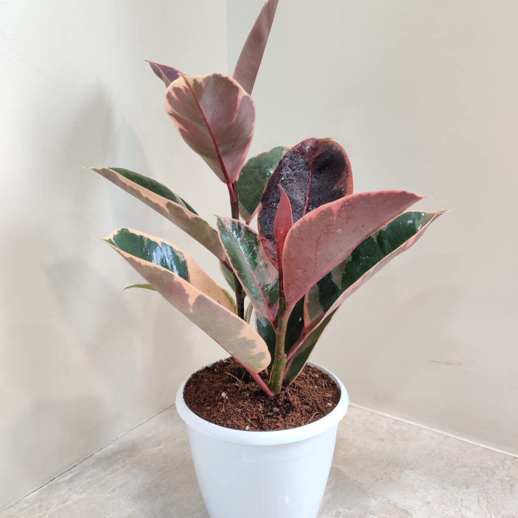 Tanaman Karet Kebo atau Ficus elastica berdaun hijau gelap mengkilap dalam pot putih yang diletakkan di sudut ruangan dekat dinding.