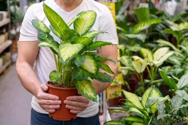 manfaat tanaman indoor